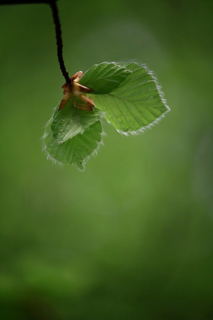 Green by march