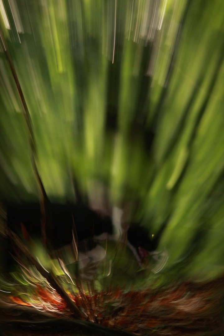 Art in the woods by march