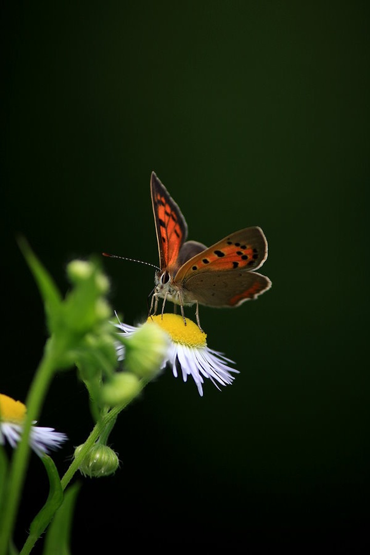 Lycaena phlaeas by march