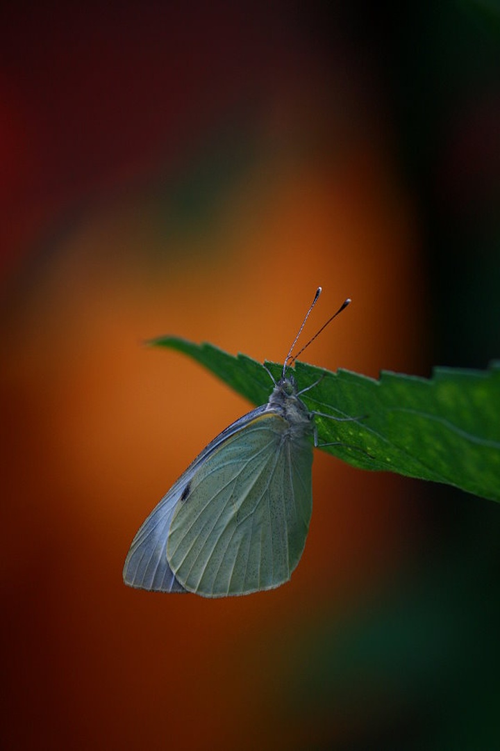 Pieris brassicae by march