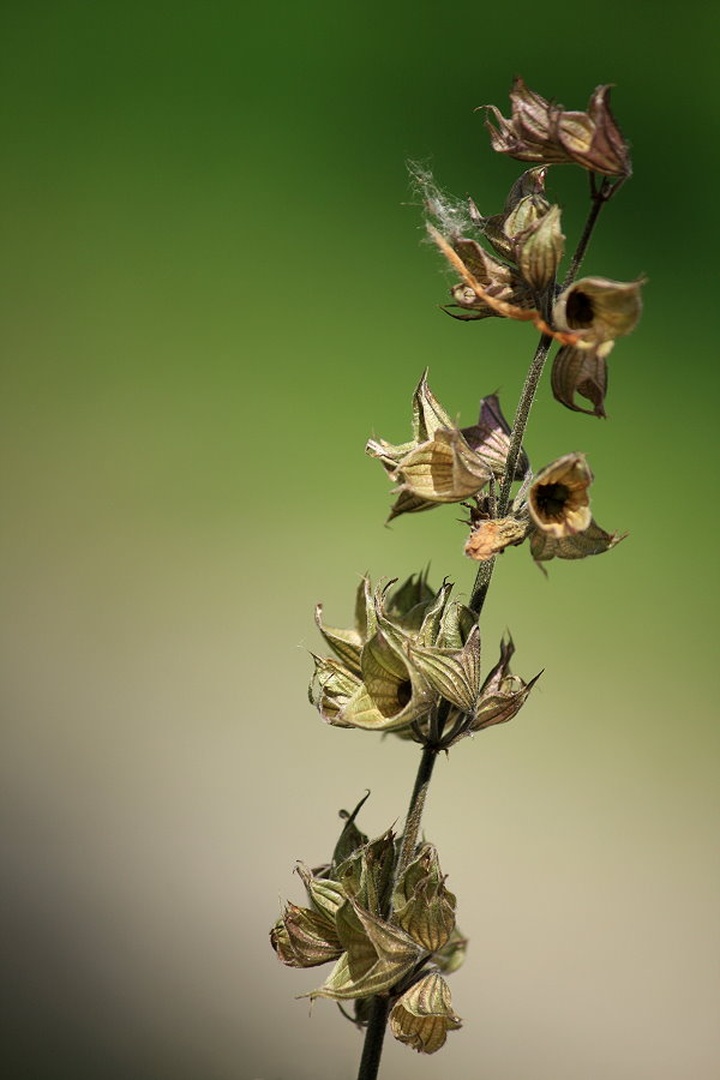 Salvia officinalis by march