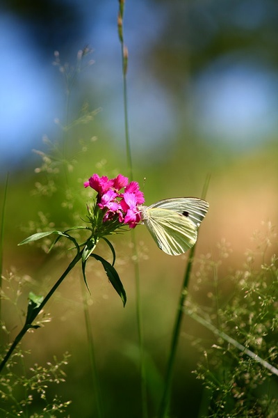 Pieris brassicae by march