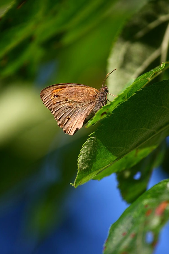 Maniola jurtina by march