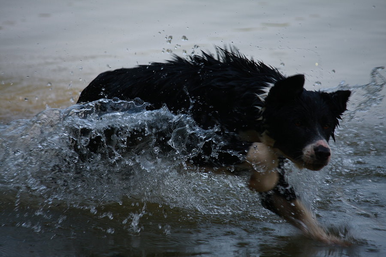 The wolf style by march