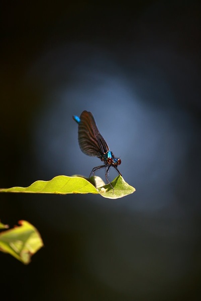 Calopteryx virgo by march