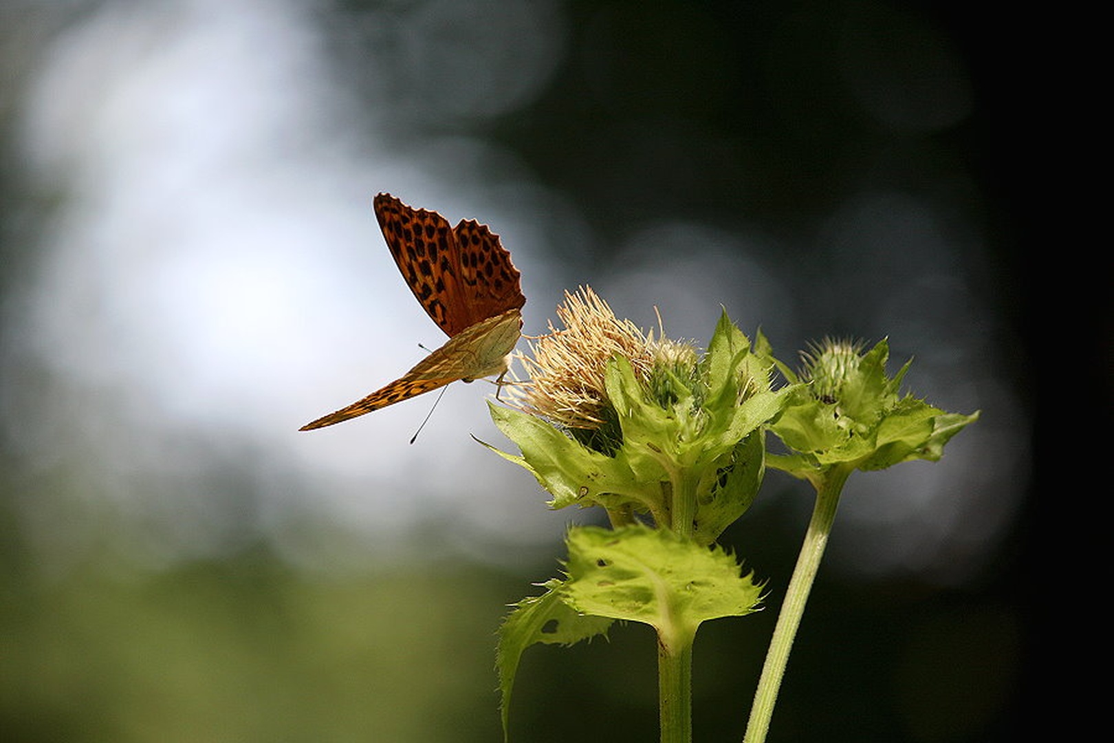 Argynnis paphia by march