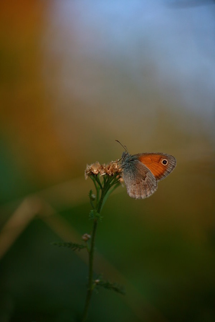 Coenonympha pamphilus by march