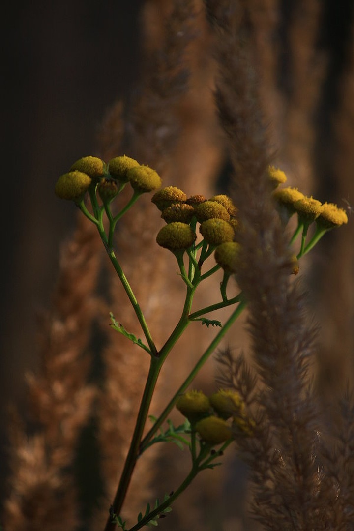 Tanacetum vulgare by march