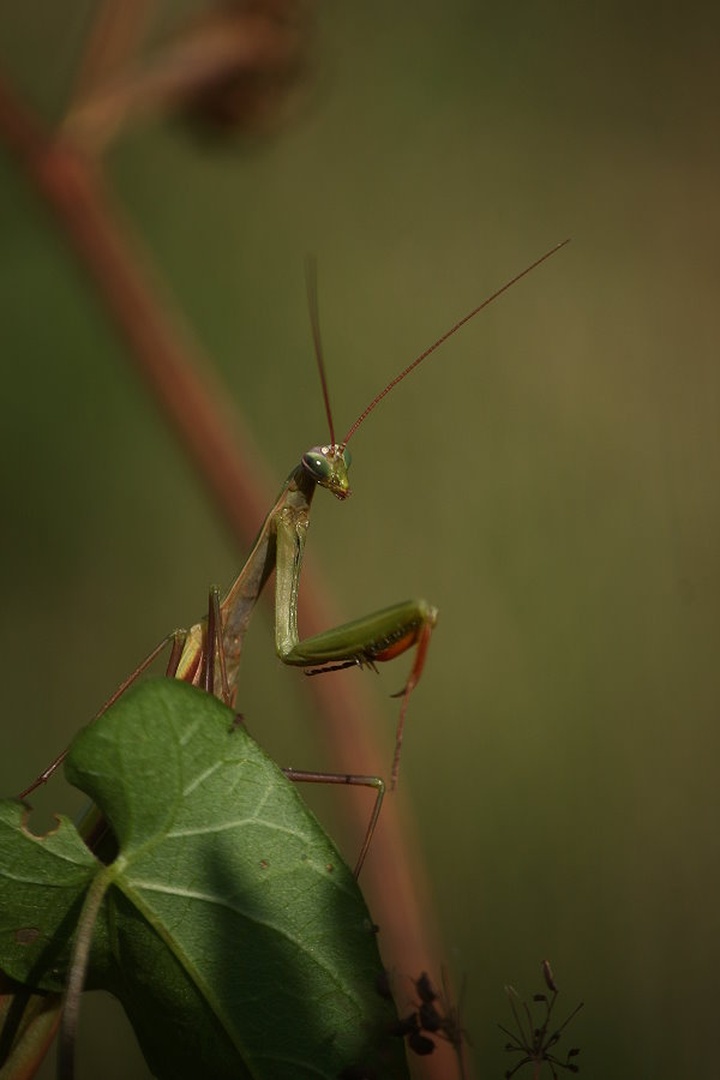 mantis religiosa by march