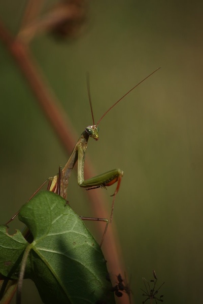 mantis religiosa by march