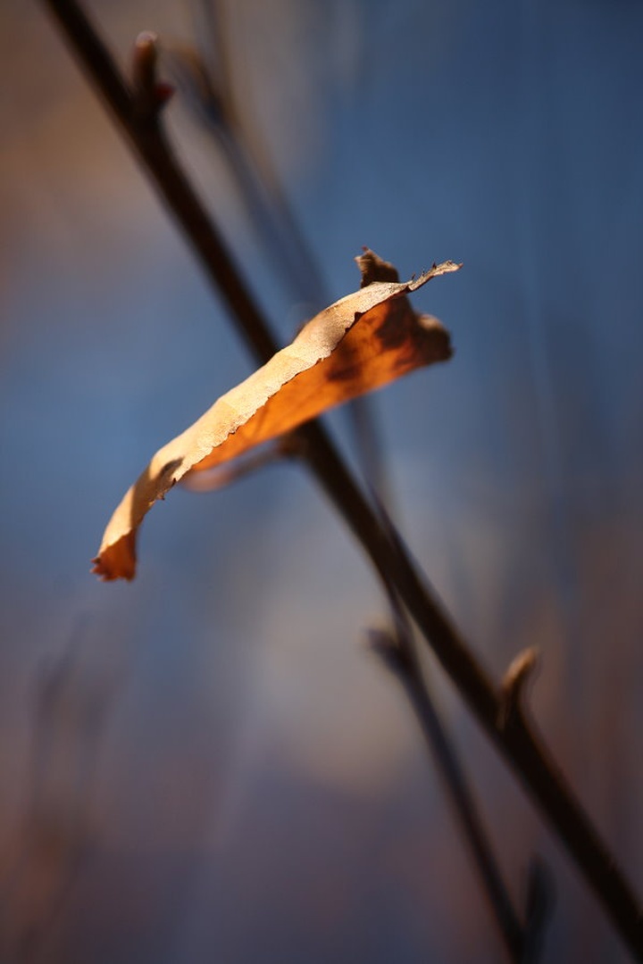 Betula by march
