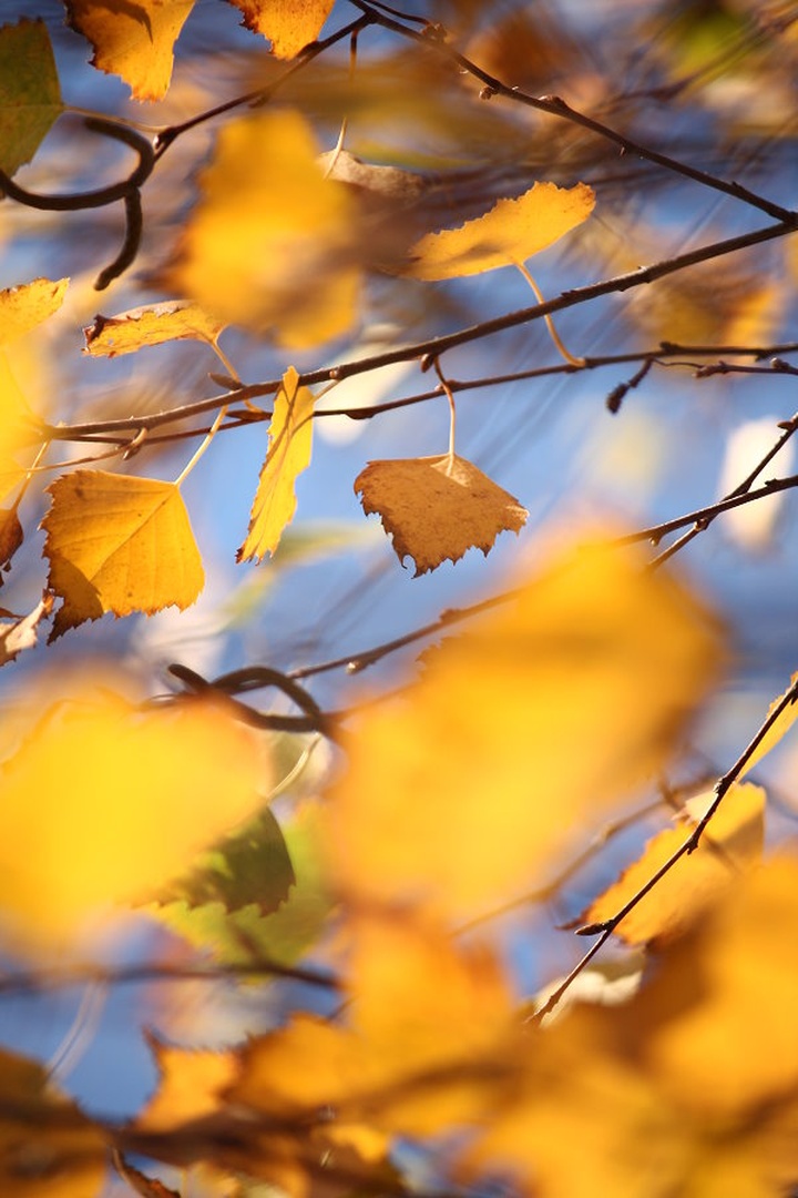 Betula II by march