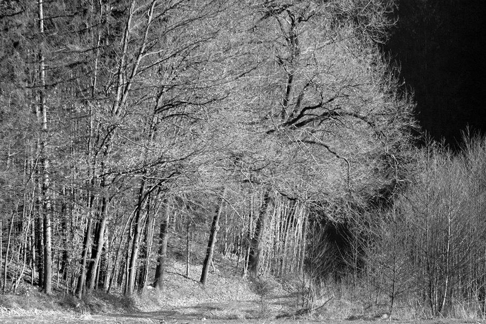 Zadnji zimski bog by march