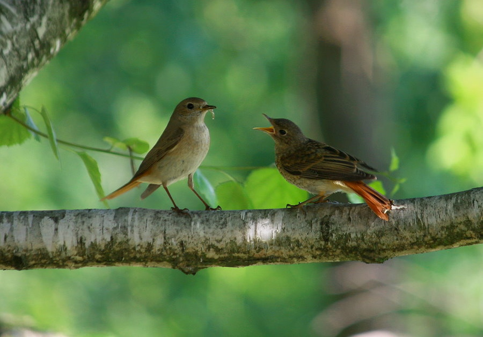 Phoenicurus phoenicurus by march