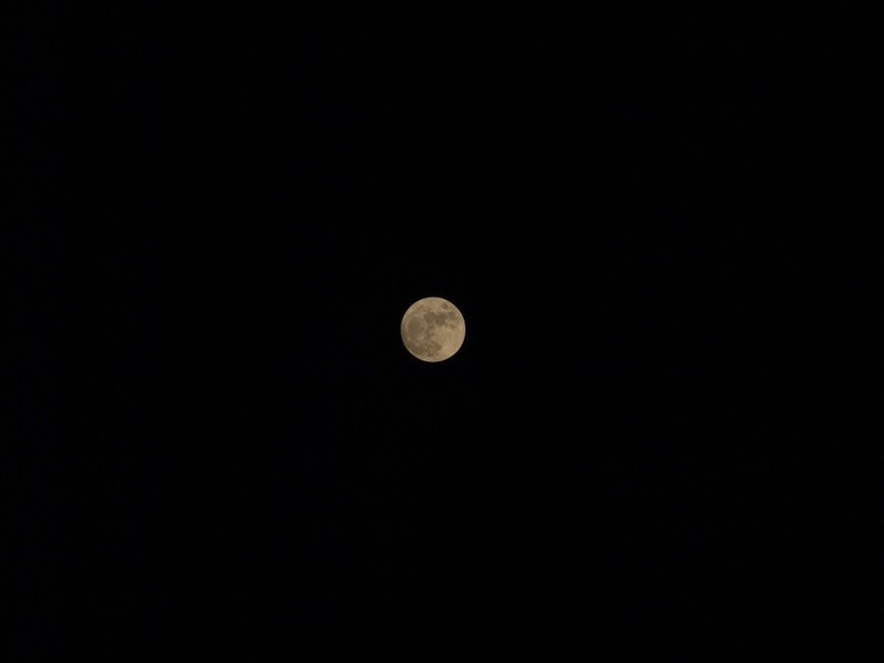 Luna by trigga