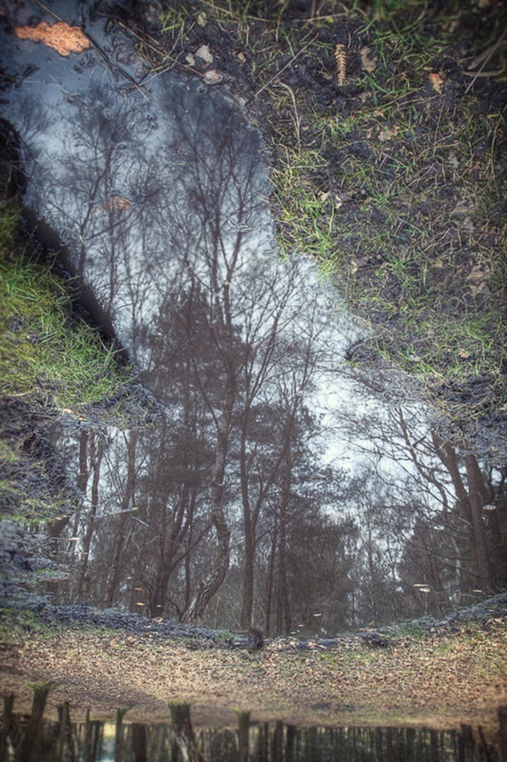 Forest Reflection.. by Marek Gerthofer