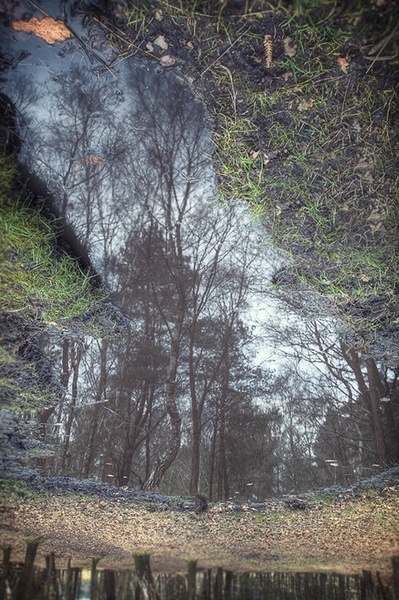 Forest Reflection.. by Marek Gerthofer