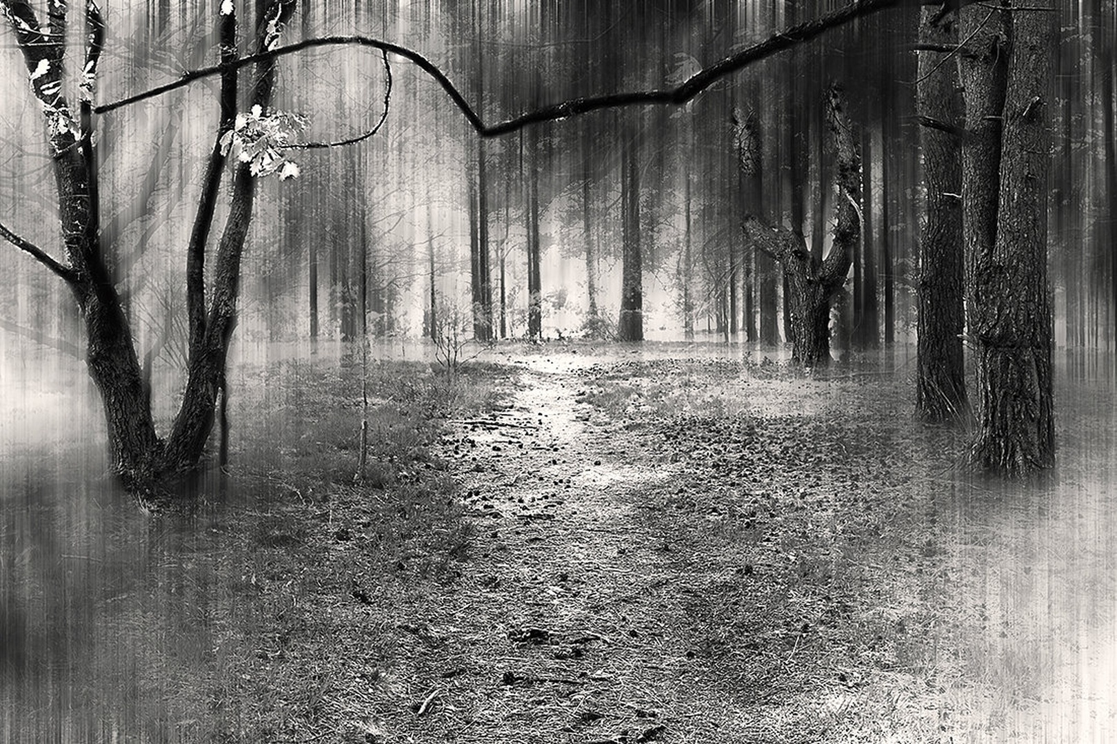 Dreamy Forest... by Marek Gerthofer