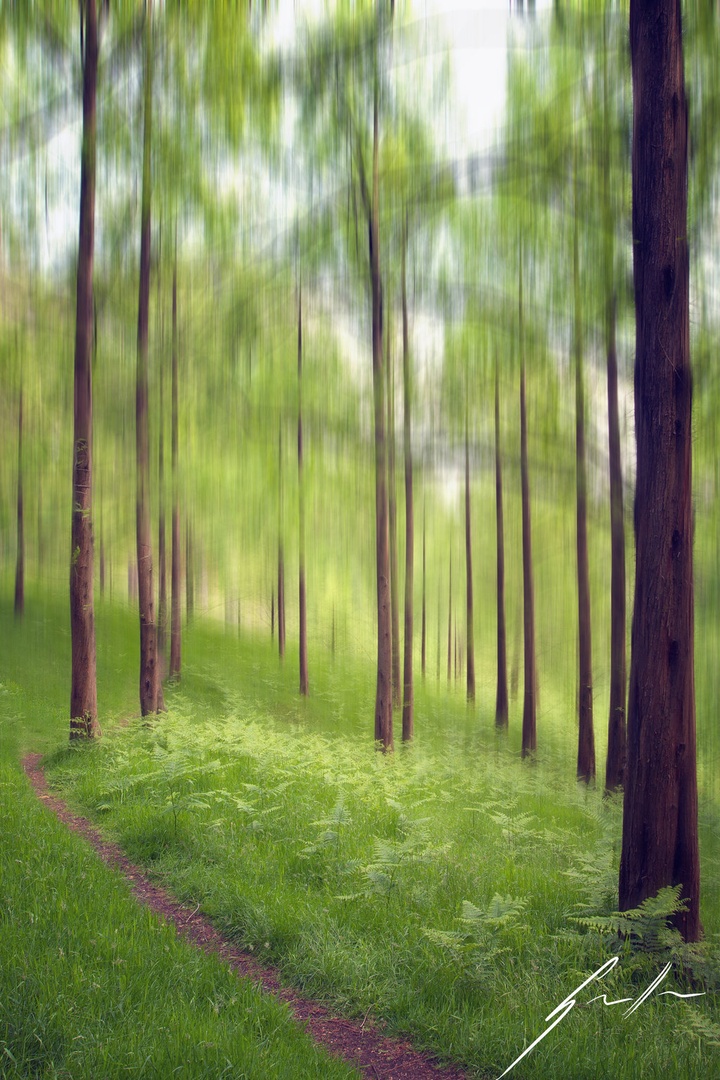 Virginia Water by Marek Gerthofer