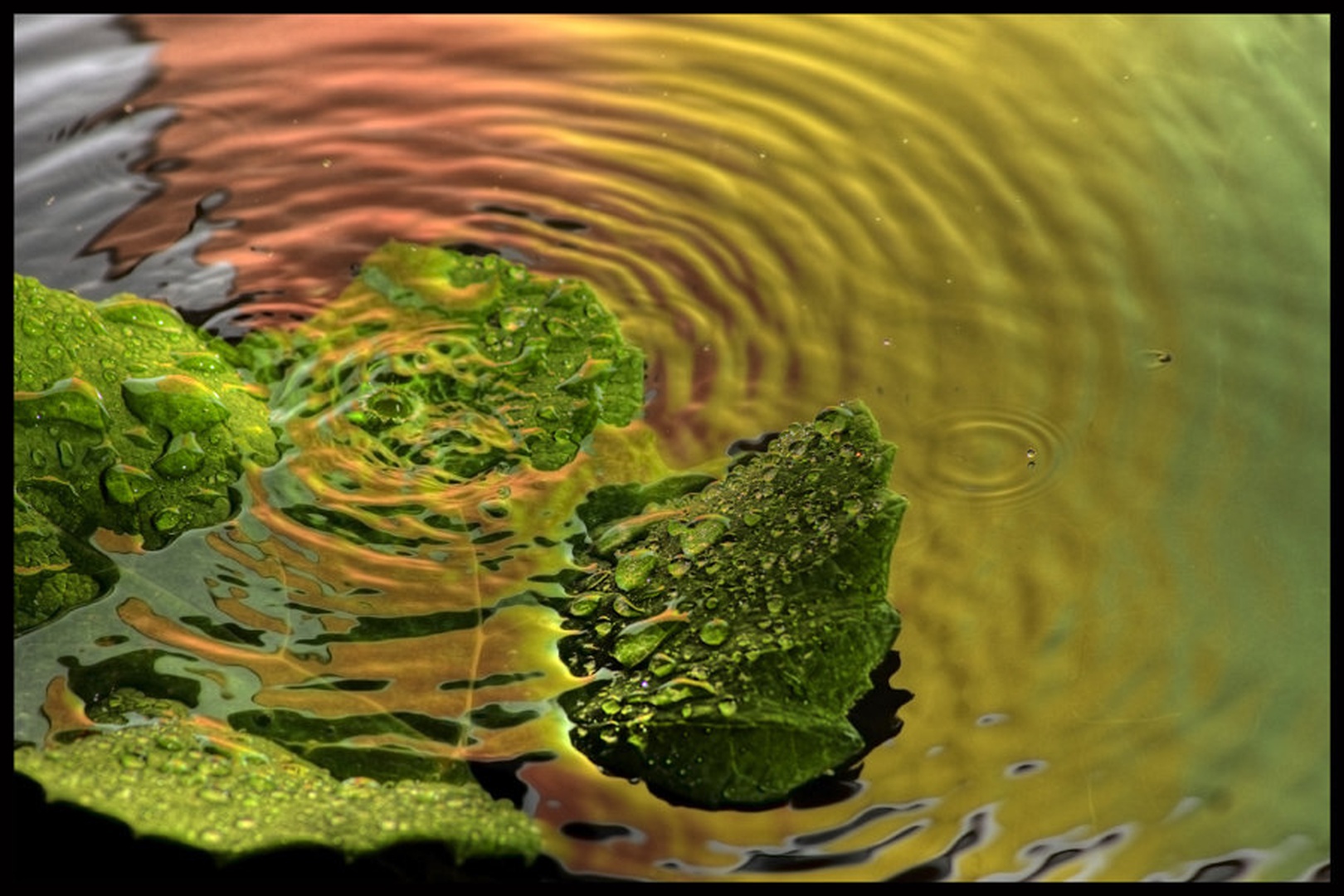Reggae leaf by Marek Gerthofer