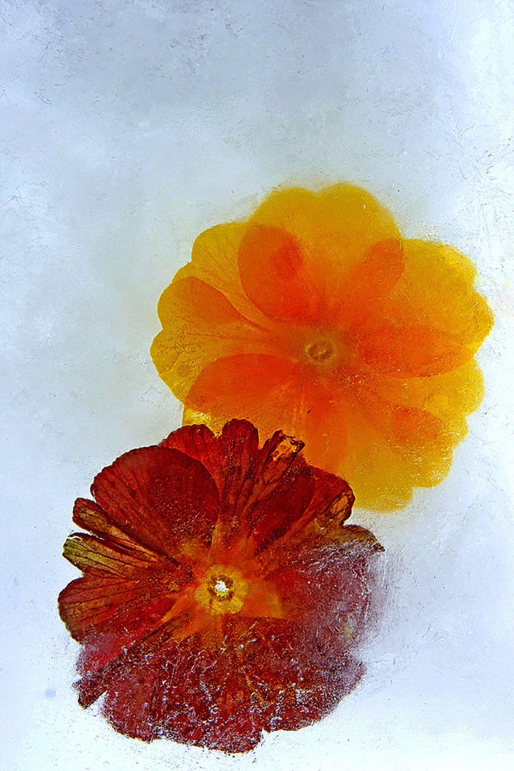 The ice flowers by Marek Gerthofer