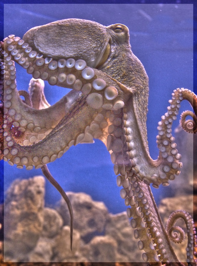 Octopus 1 by Marek Gerthofer
