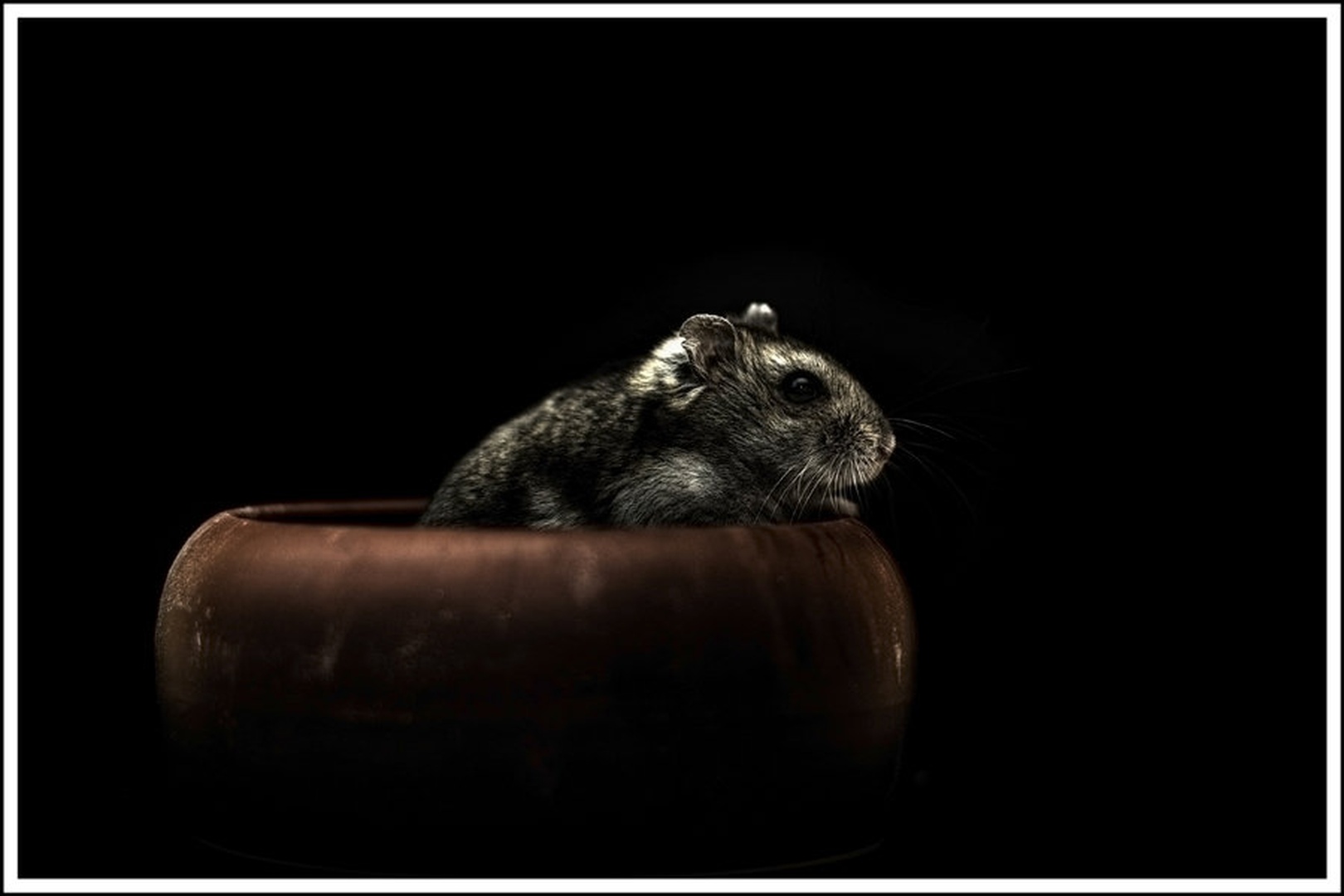 Hamster by Marek Gerthofer