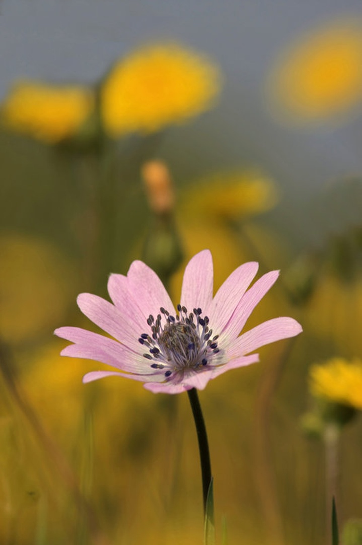 It was Sunny day by Marek Gerthofer