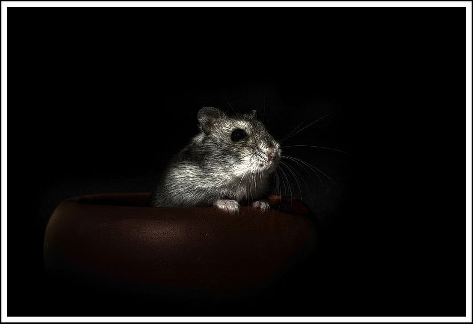 Hamster 2 by Marek Gerthofer