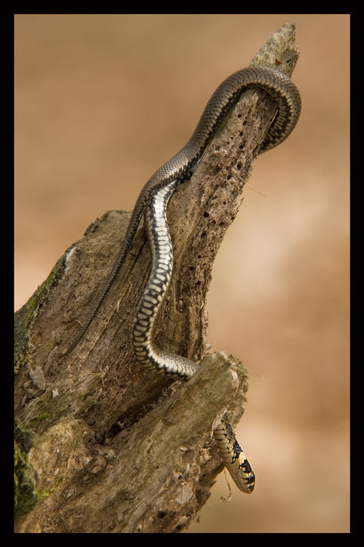 Natrix by Marek Gerthofer