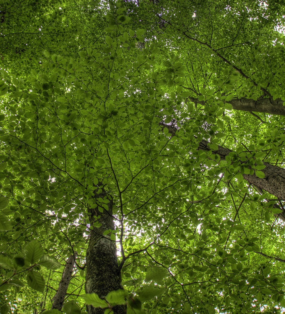 lot of leafs by Marek Gerthofer
