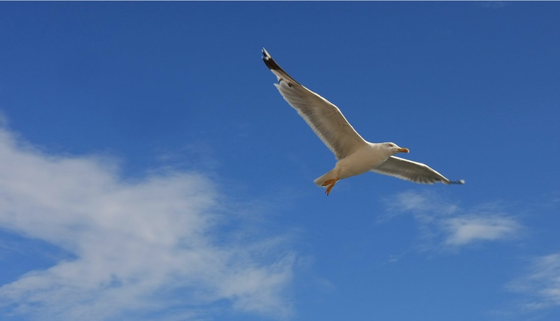 fly by by Marek Gerthofer