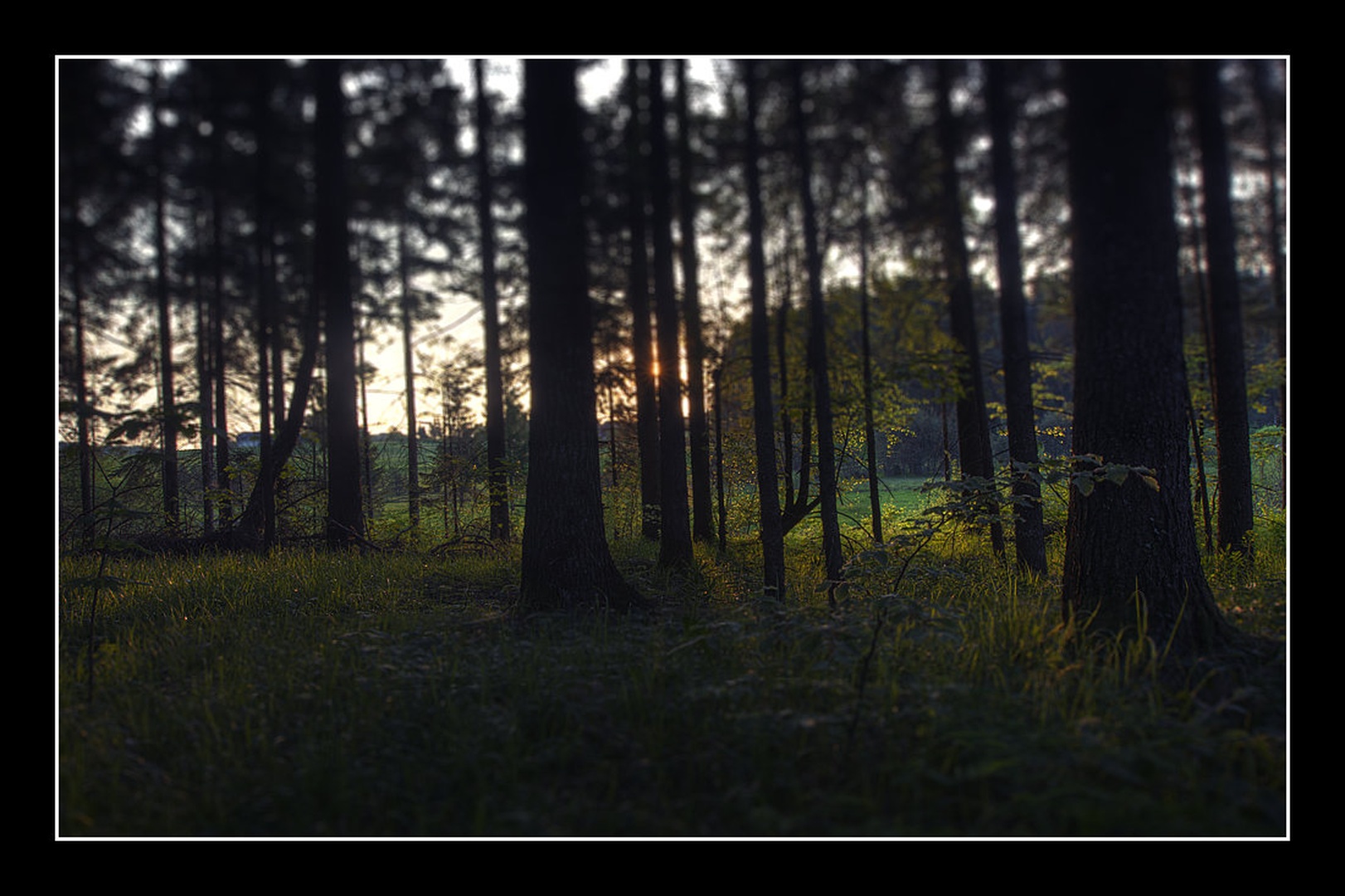 forest by Marek Gerthofer
