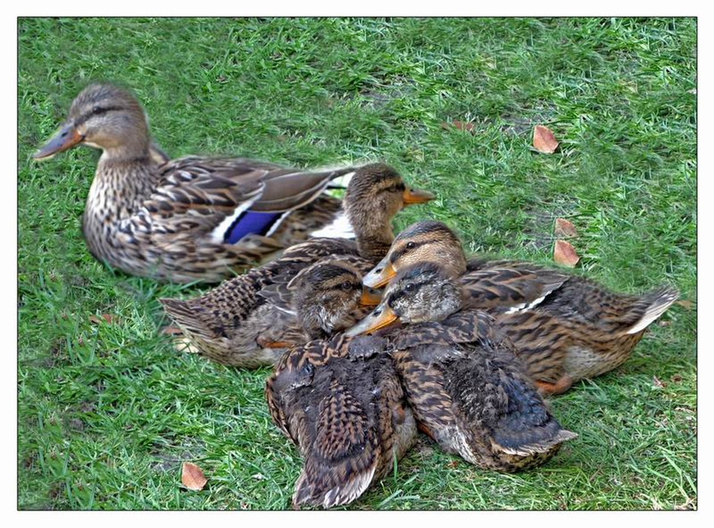 Little duckies by