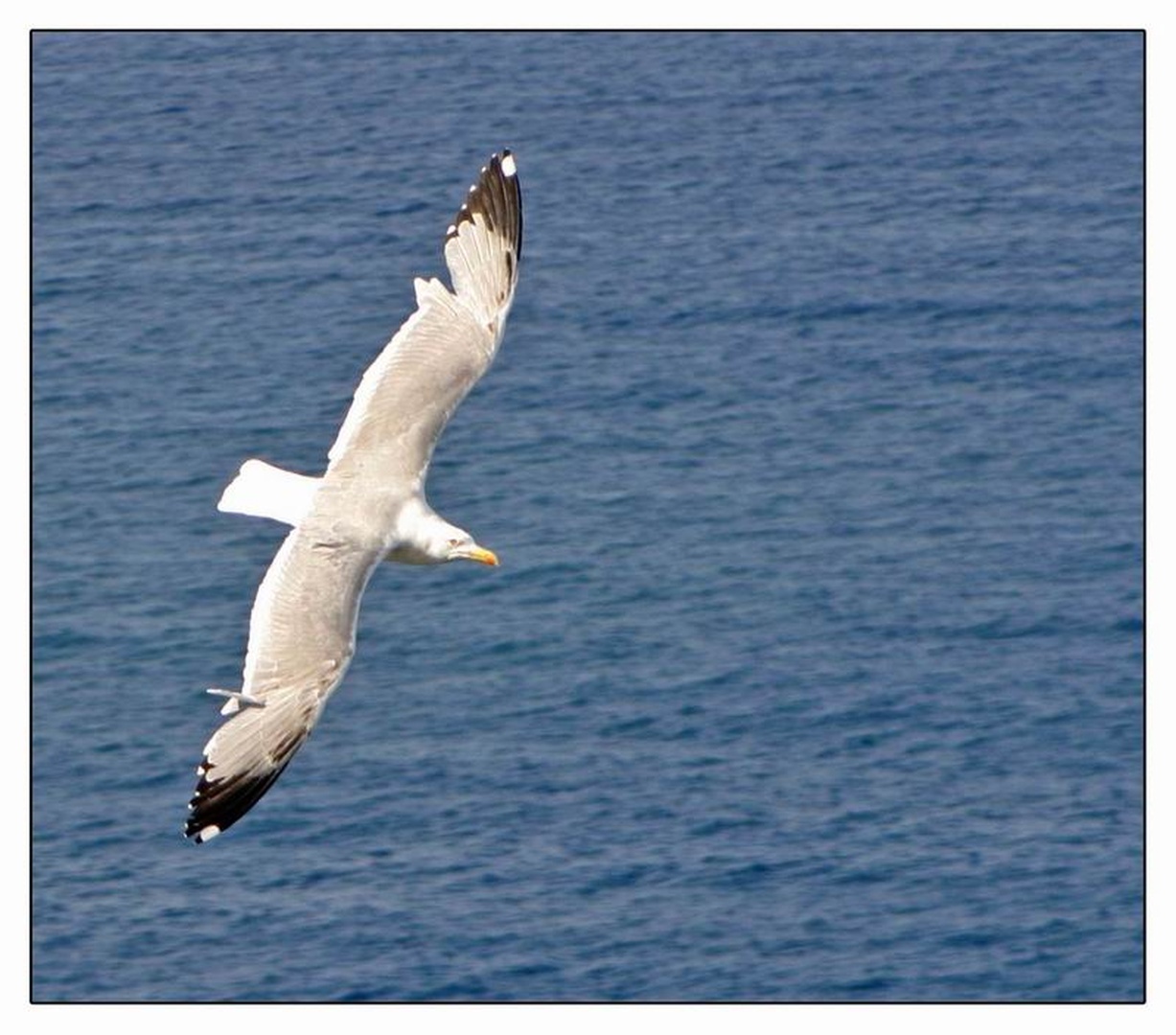 spread your wings and fly by