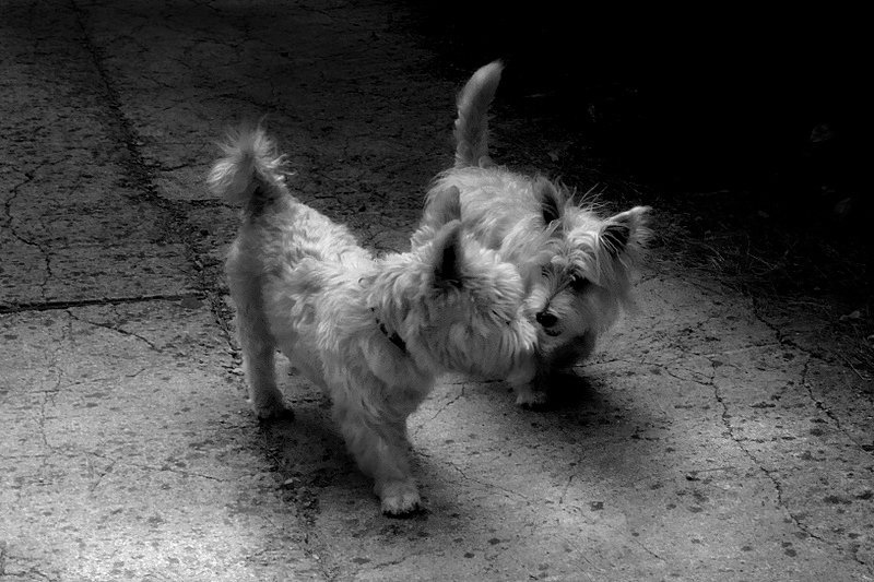 večerni klepet by milica gorisek