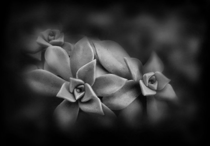 tri... by milica gorisek