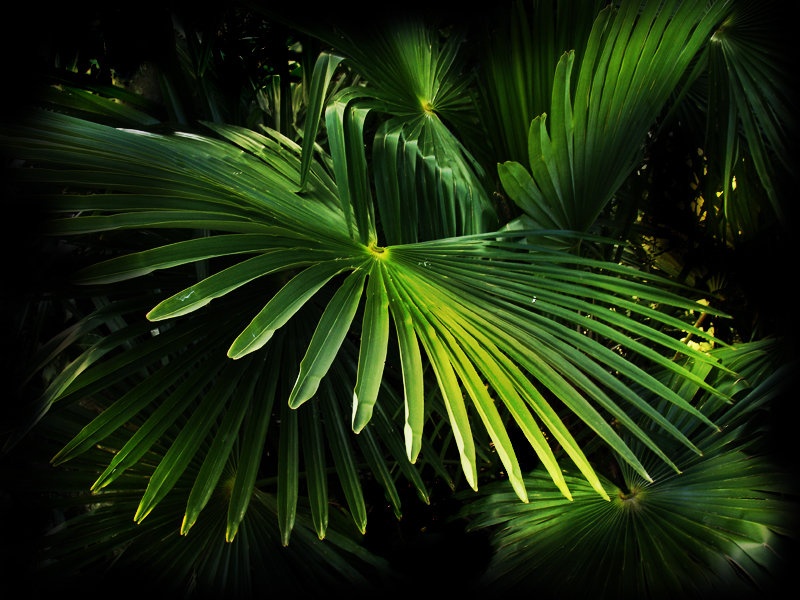 palme by milica gorisek