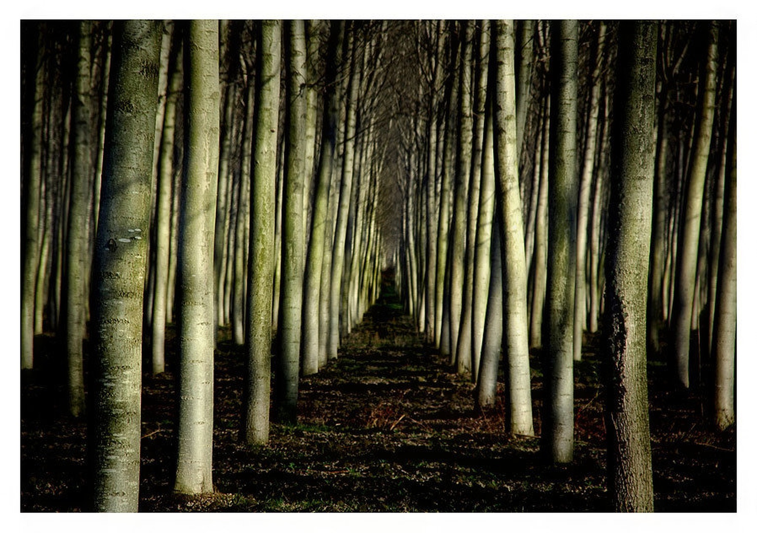 Shadows and tall trees by Sandi G.