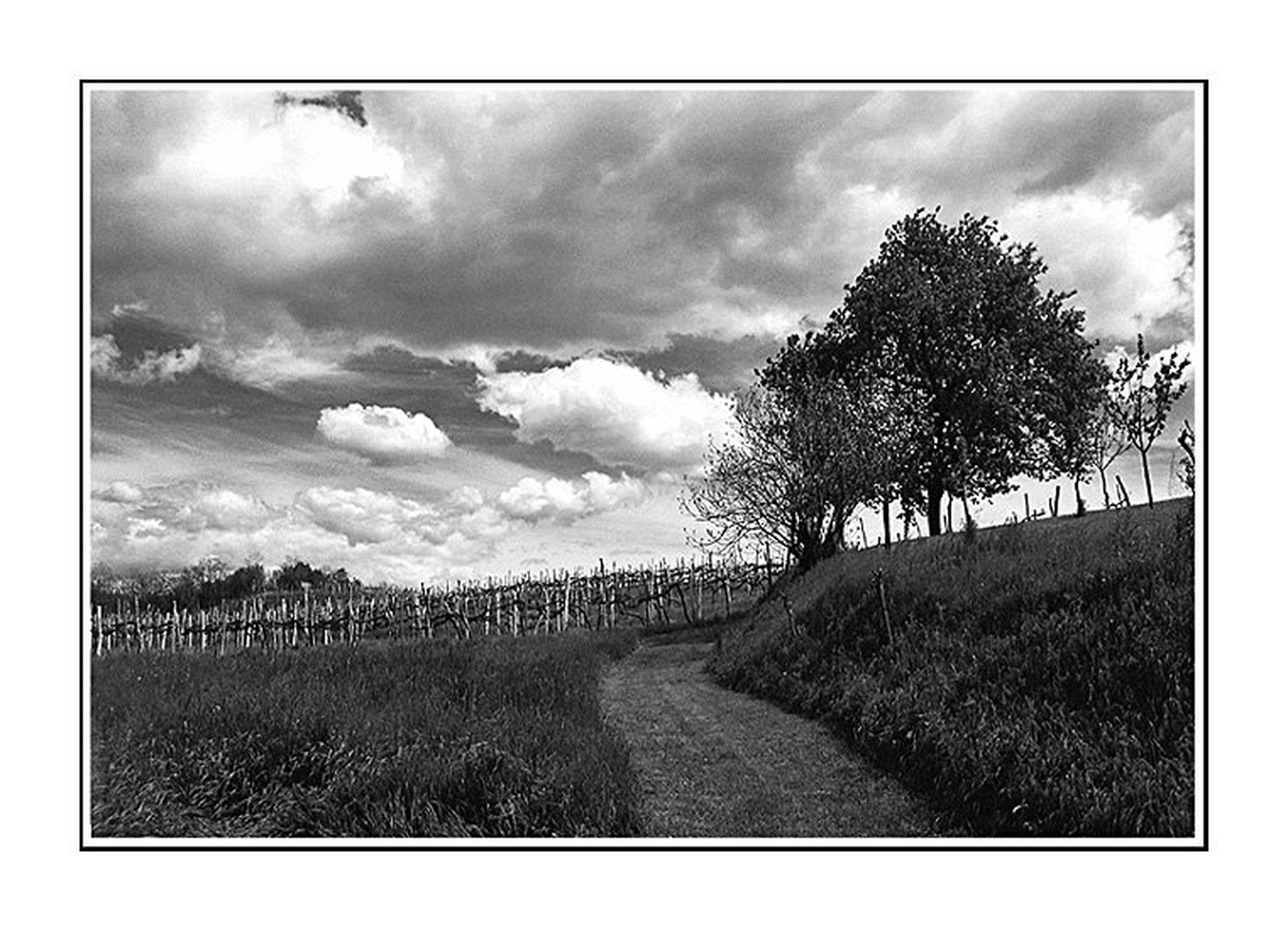 Tja pod hrast by Sandi G.