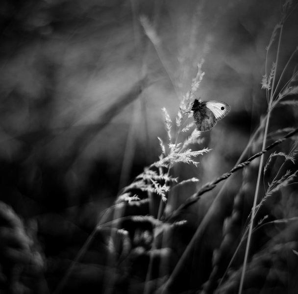 )I( by Sandi G.
