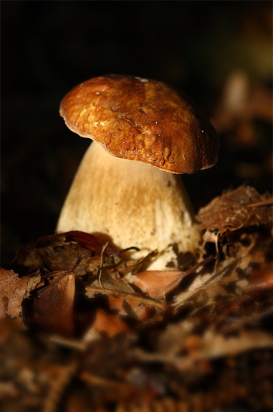 Poletno sončenje by solata