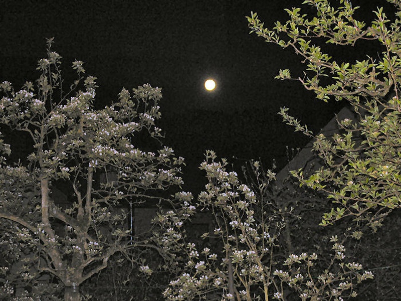 Polna luna by Anton Zupanc