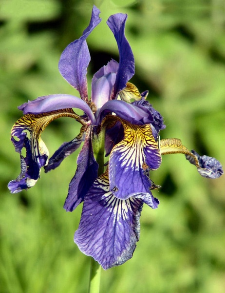 Iris by Anton Zupanc