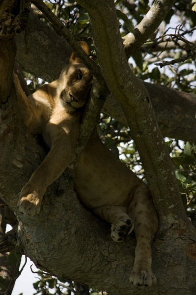 Siesta by rochwald