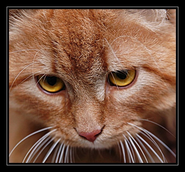 Pussy cat (from shrek?? :) ) by dawc