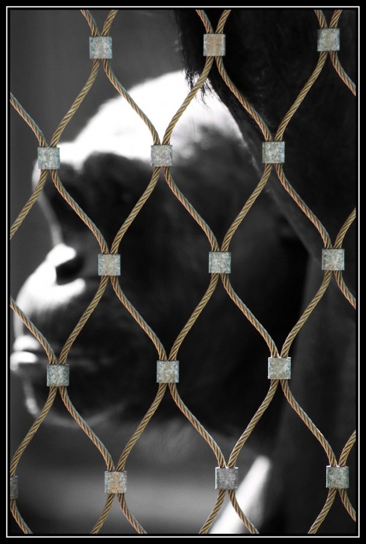 Tuff life behind golden bars by