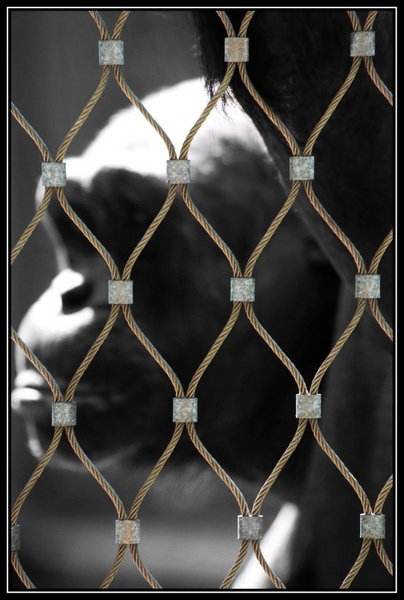 Tuff life behind golden bars by dawc
