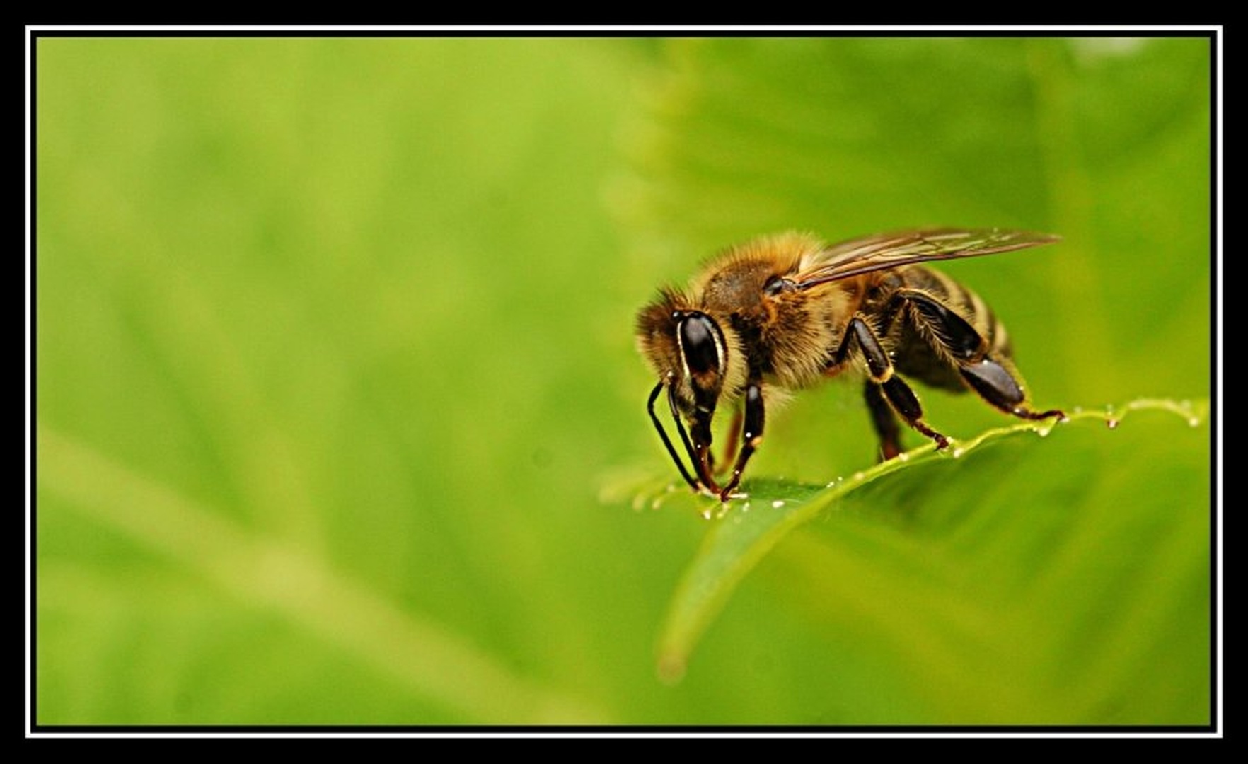 Maja the bee resting her wings by