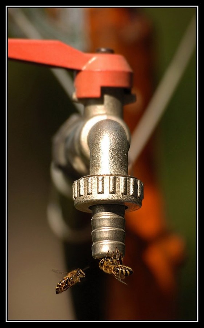 We are so thirsty! by